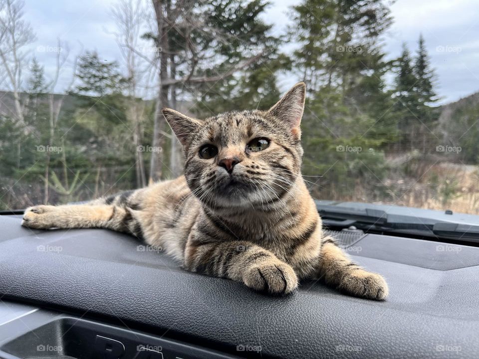 Our cat likes to ride in the truck 