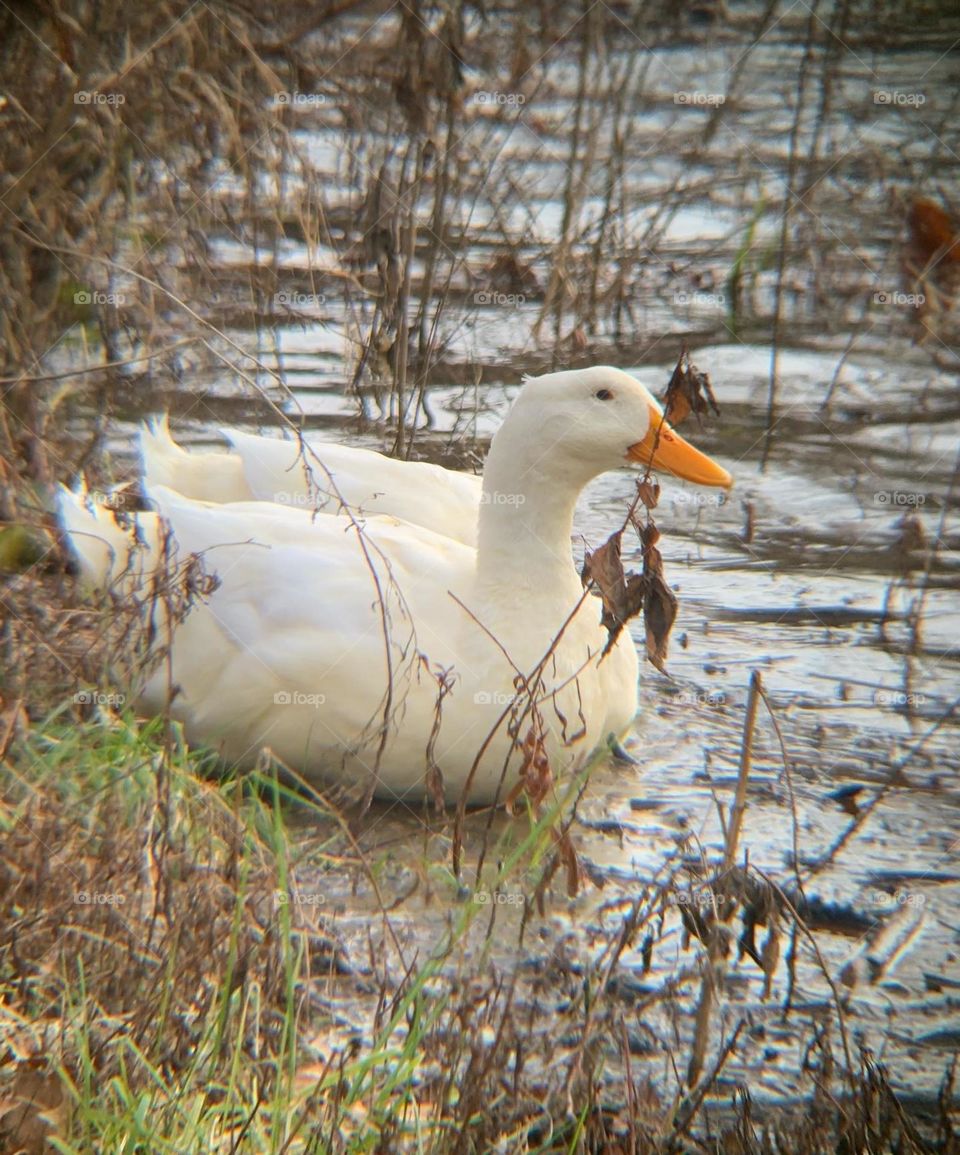 A trip to the local creek, on a sunny December afternoon. White duck, playing in the water. 