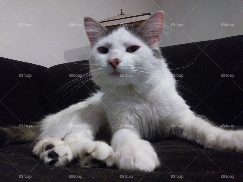 A male, white cat named Cloud giving the camera attitude