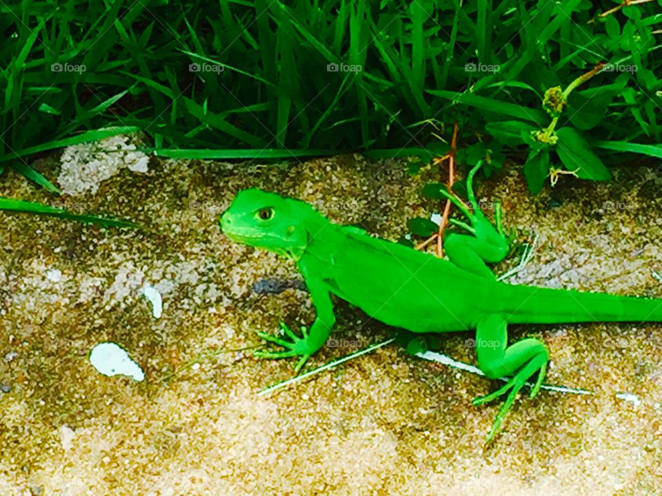 green lizard. green lizard
