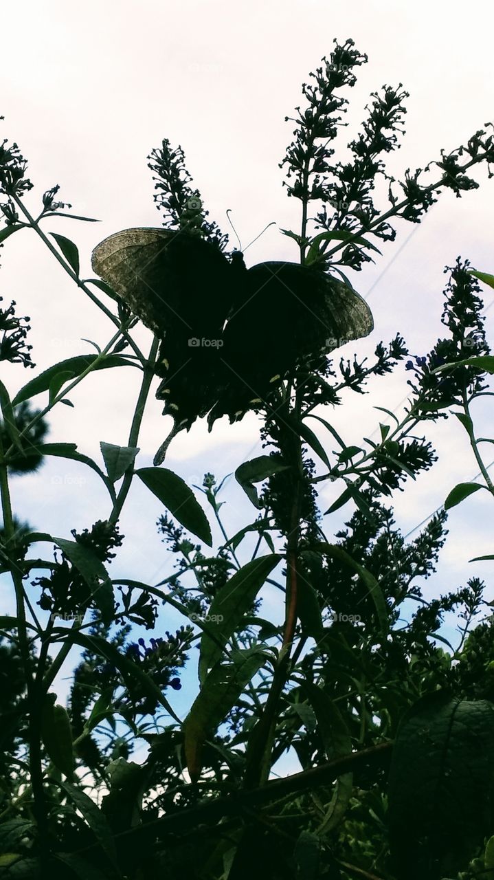 Swallowtail butterfly enjoying the sweet nectar of butterfly bush.