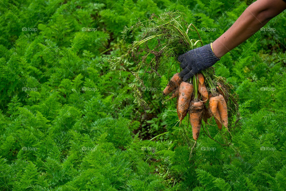 Carrot harvest