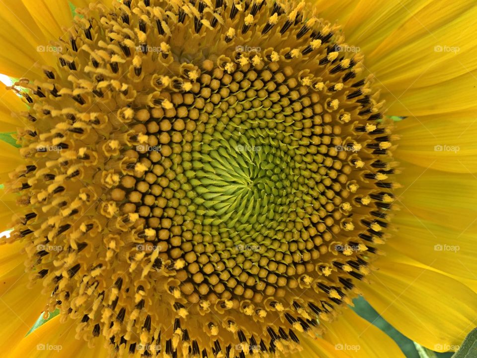 Summer Sunflower - The giant flower on sunflowers is made up of many tiny blooms. The center of the sunflower, where the seeds develop, is made up of tiny blossoms that bees love