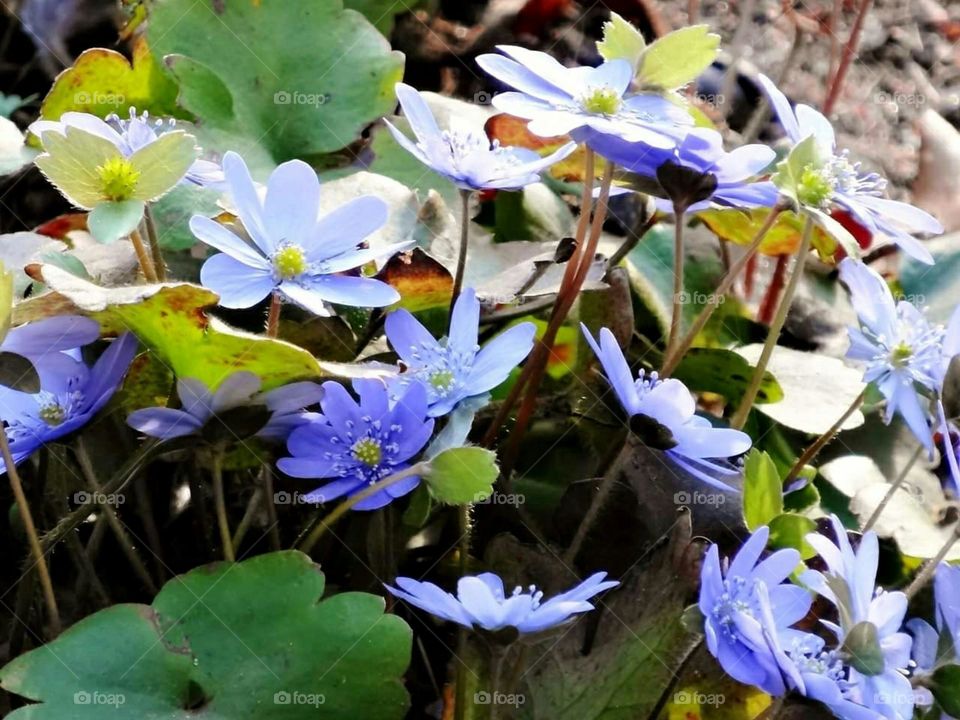 Blue anemones