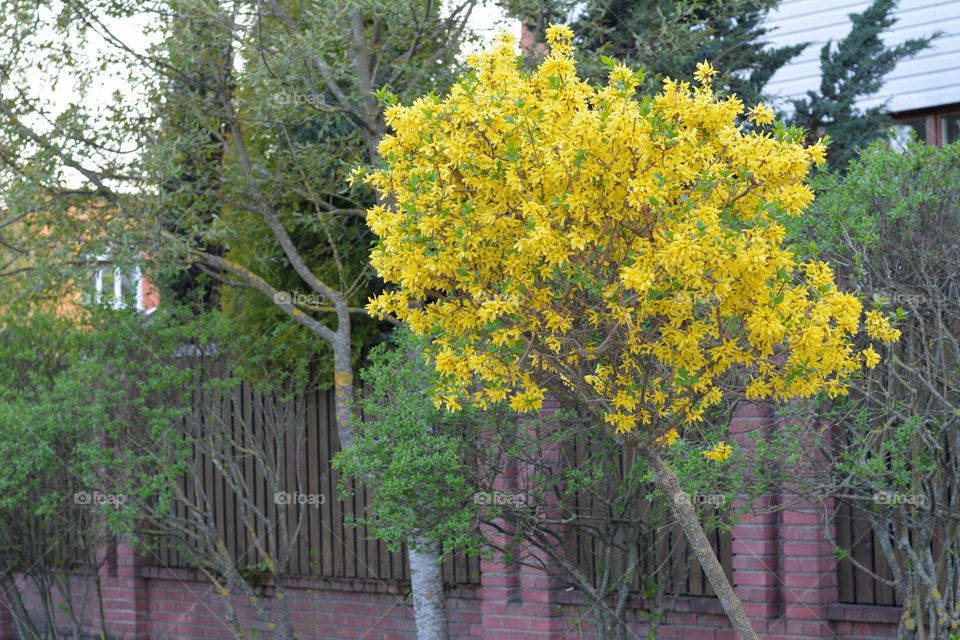 blooming tree spring nature