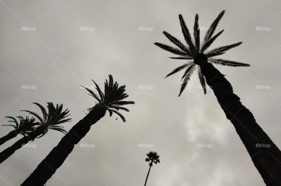 Palms and sky