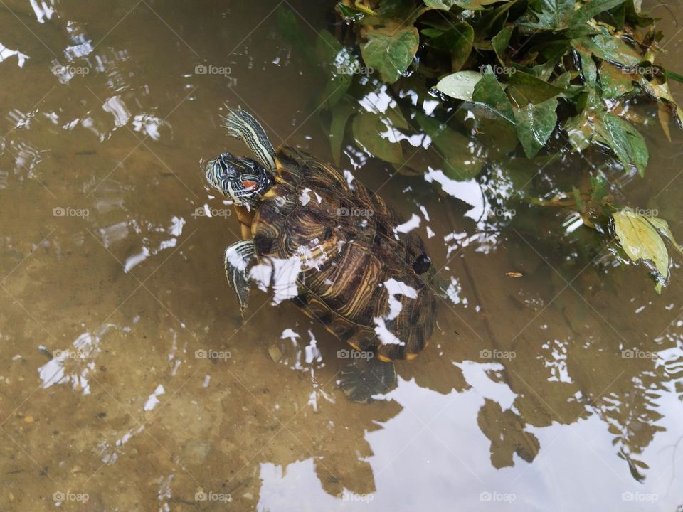 The turtle in the park.