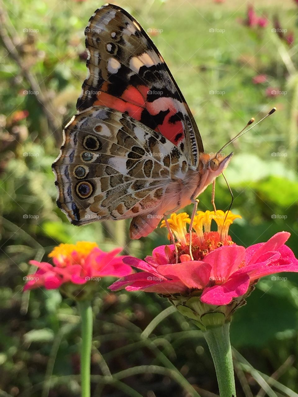 Beautiful Painted Lady 