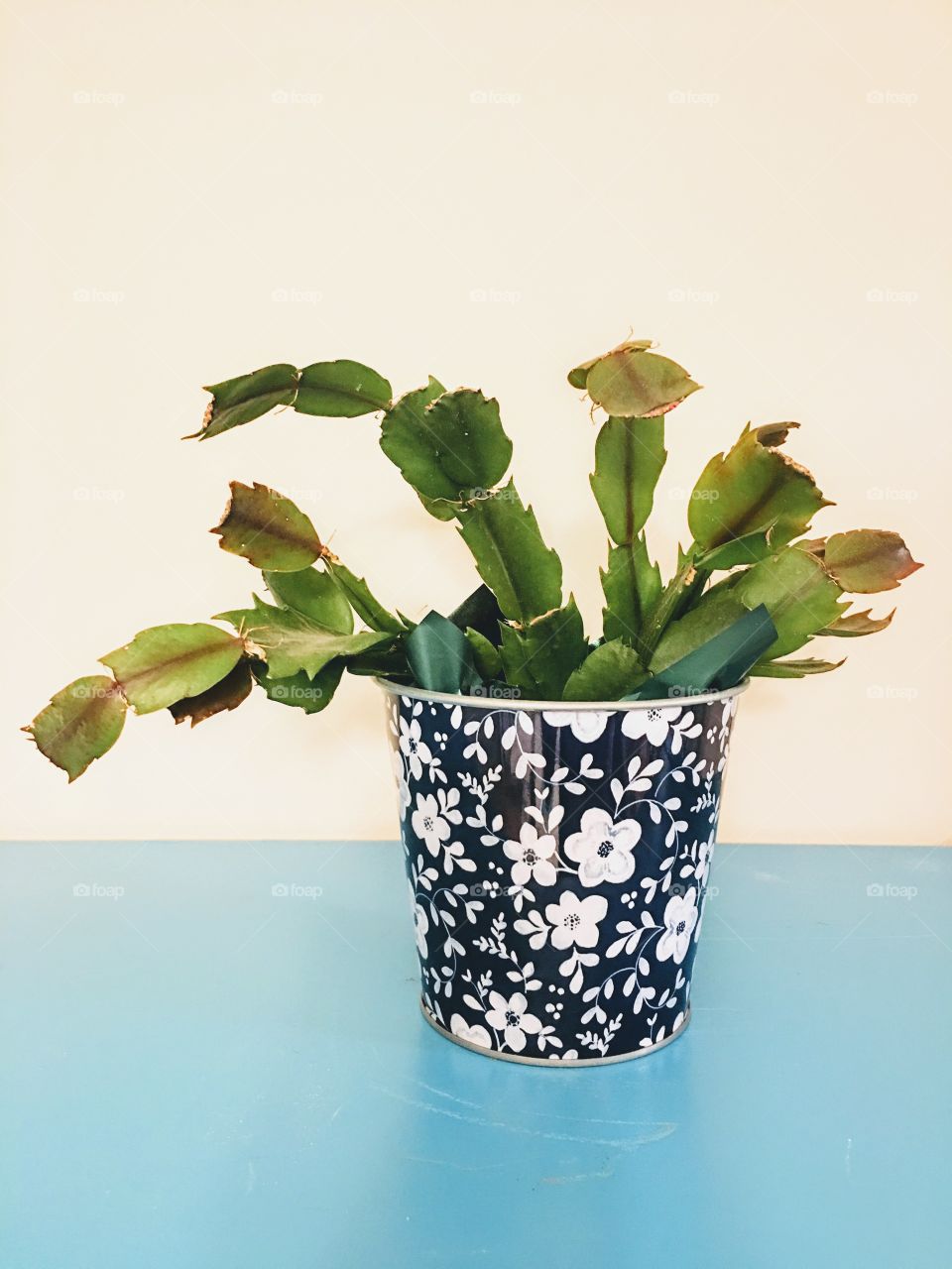 Cactus in a flower pot