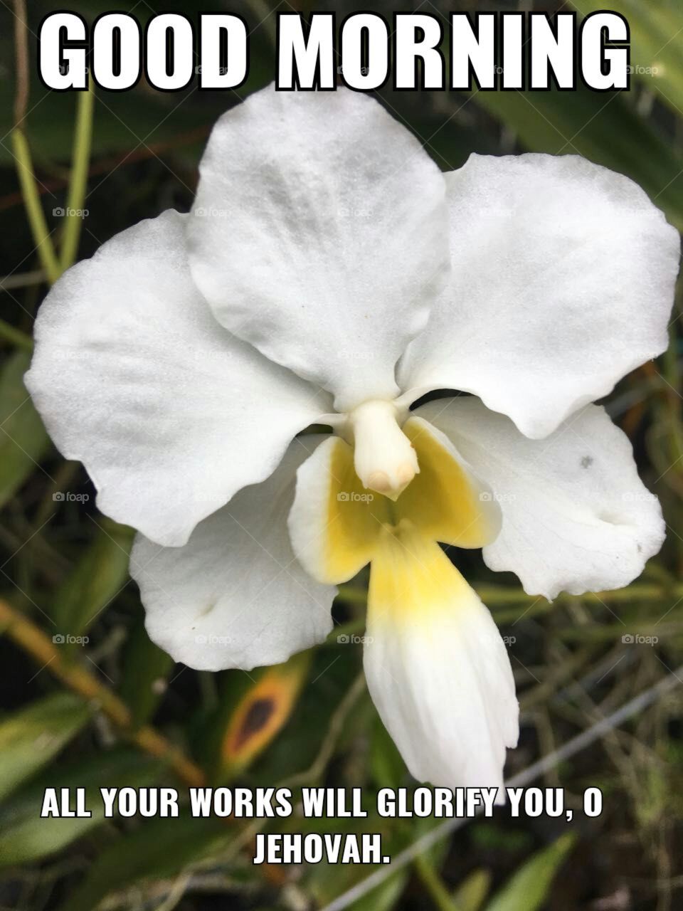 Nature, Flower, Flora, No Person, Leaf