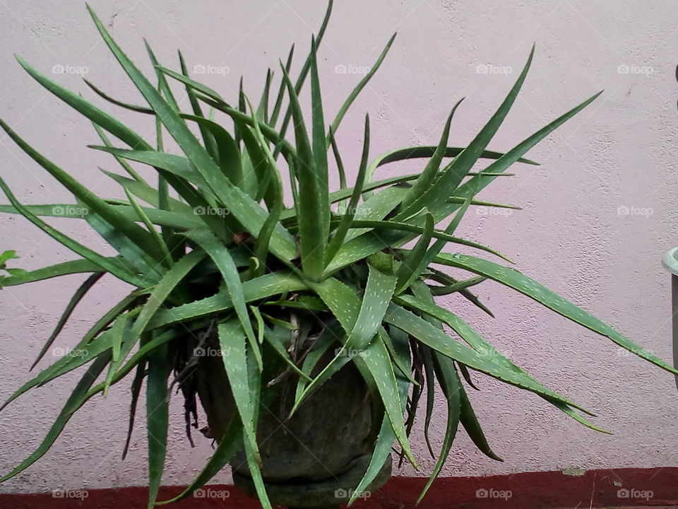 Plant