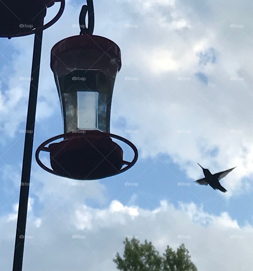 Hummingbird in flight 