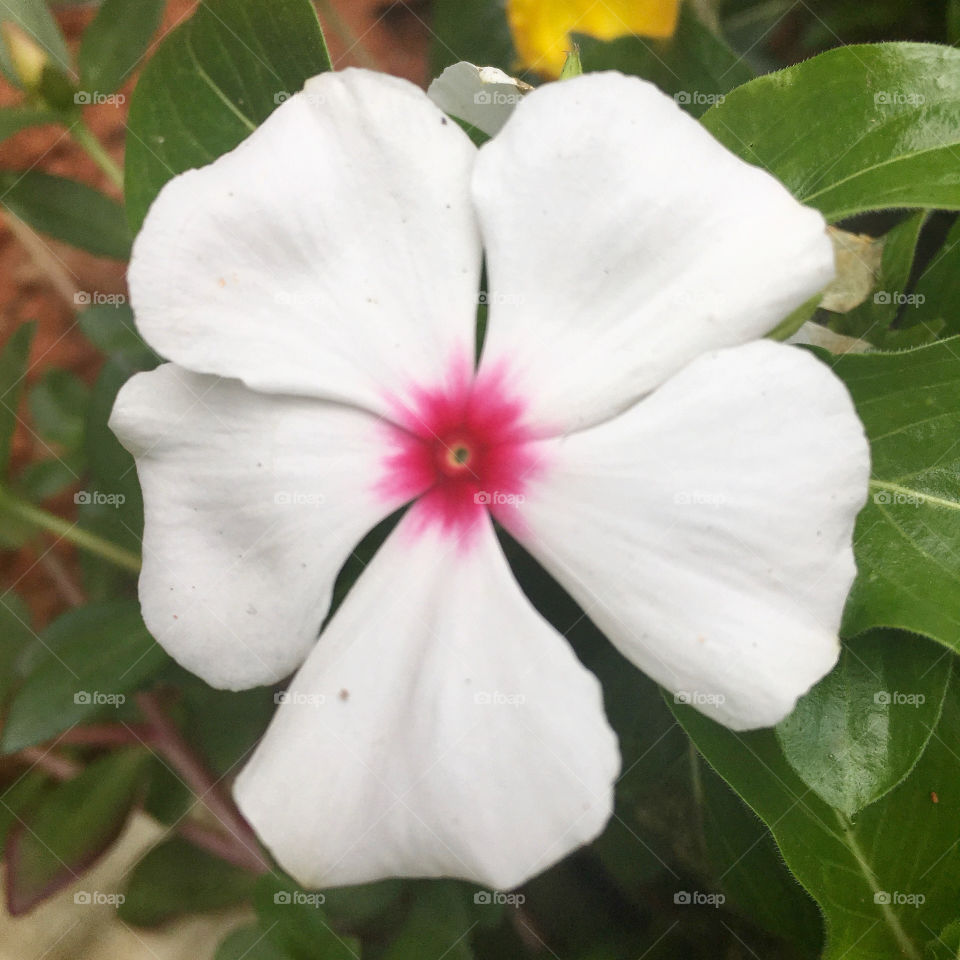 Amanhecendo com flores do nosso jardim, para alegrar e embelezar nosso dia!
A Jardinagem é um ótimo #passatempo, que deixa nossa mente mais relax.
Inspirando-se nessas pétalas que parecem até mesmo “macias”