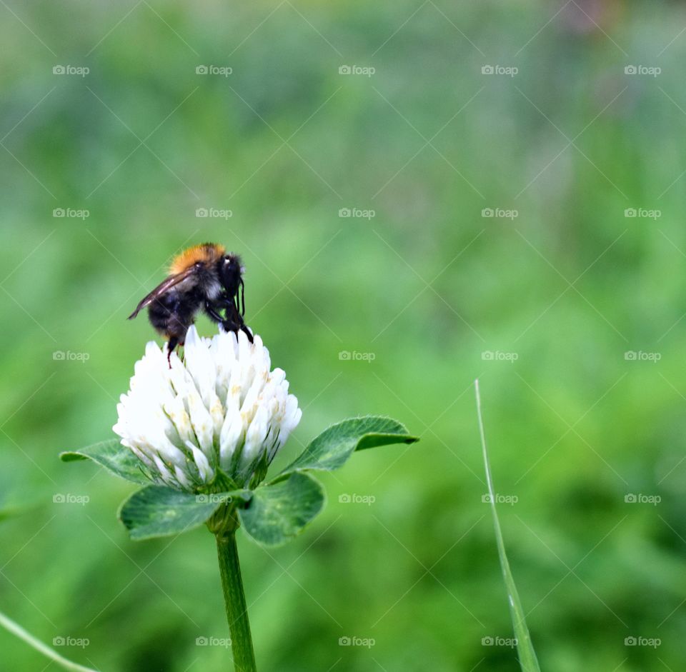 Meadow grass. Background . Insects, bumblebees, green grass, pink and white clover. Summer sunny weather.