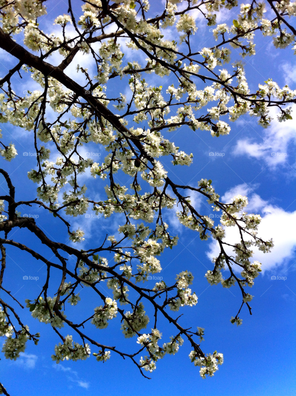 sky spring flowers heaven by Jennie