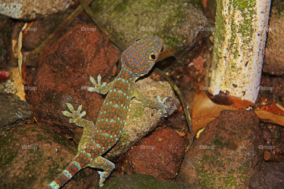 cool lizard reptile rock by itsAus