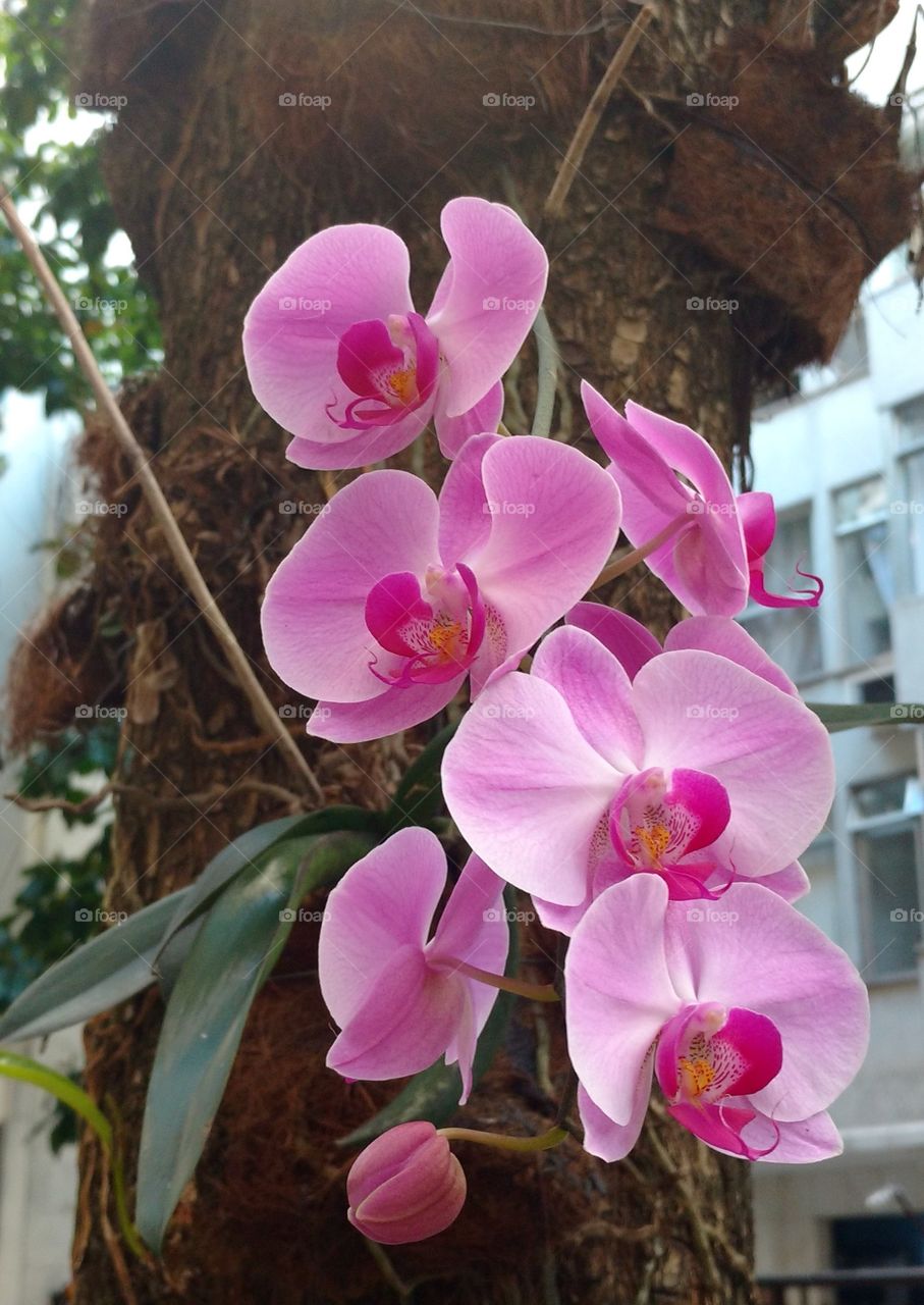 Pink orchid