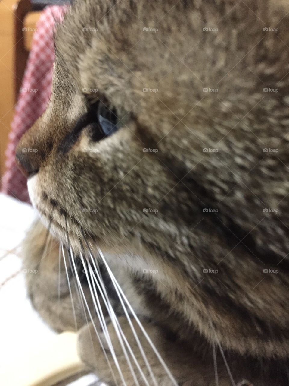 My curious cat profile