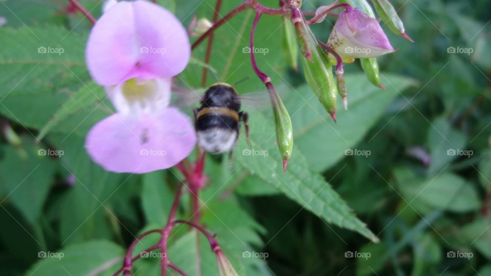 bee landing on a wild orchid