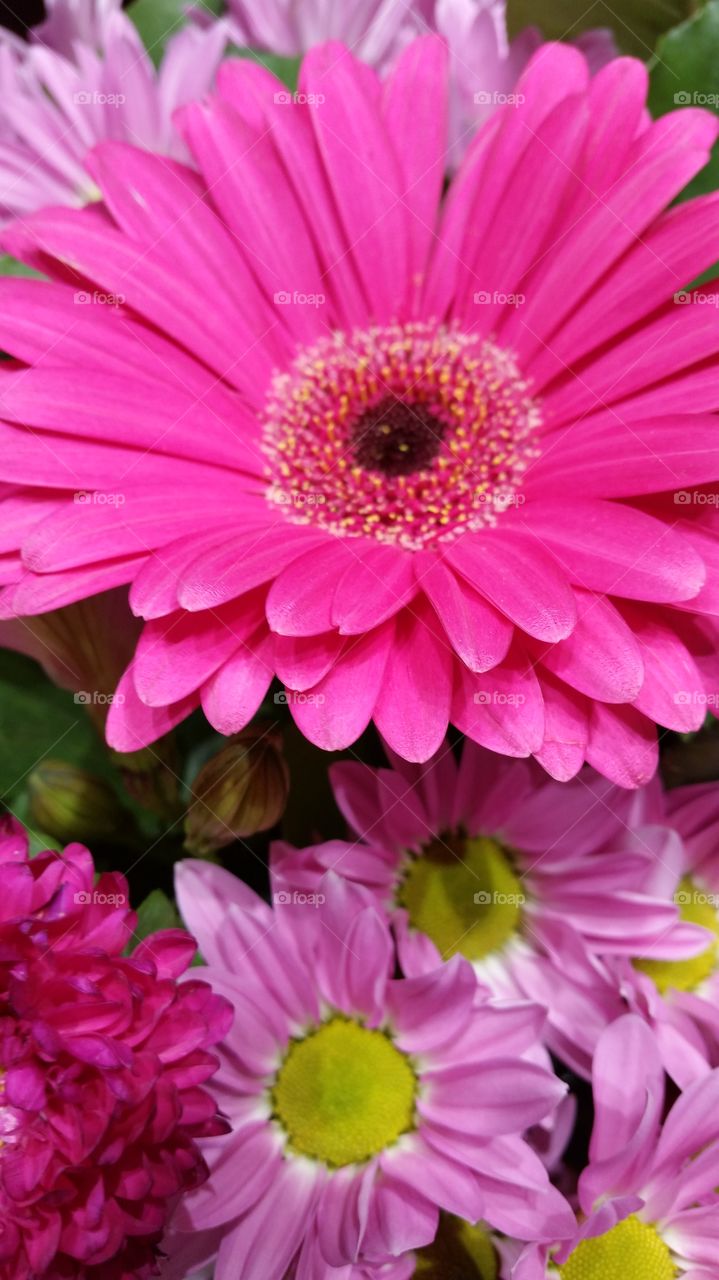 Daisy Bouquet