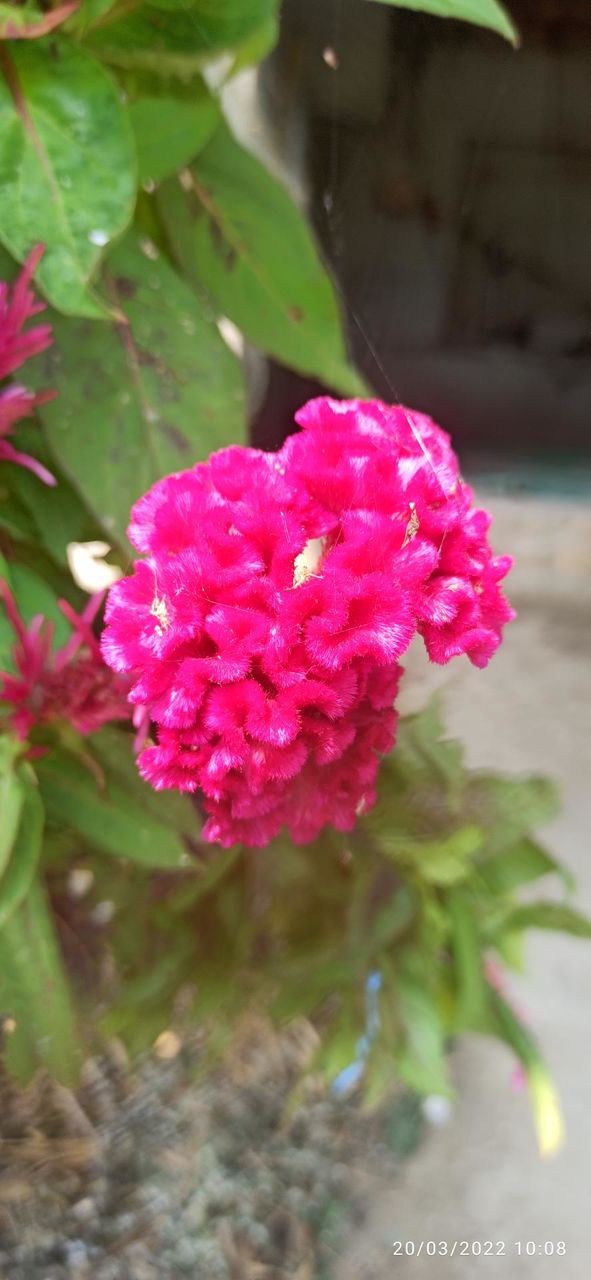 Beautiful Moragjata
