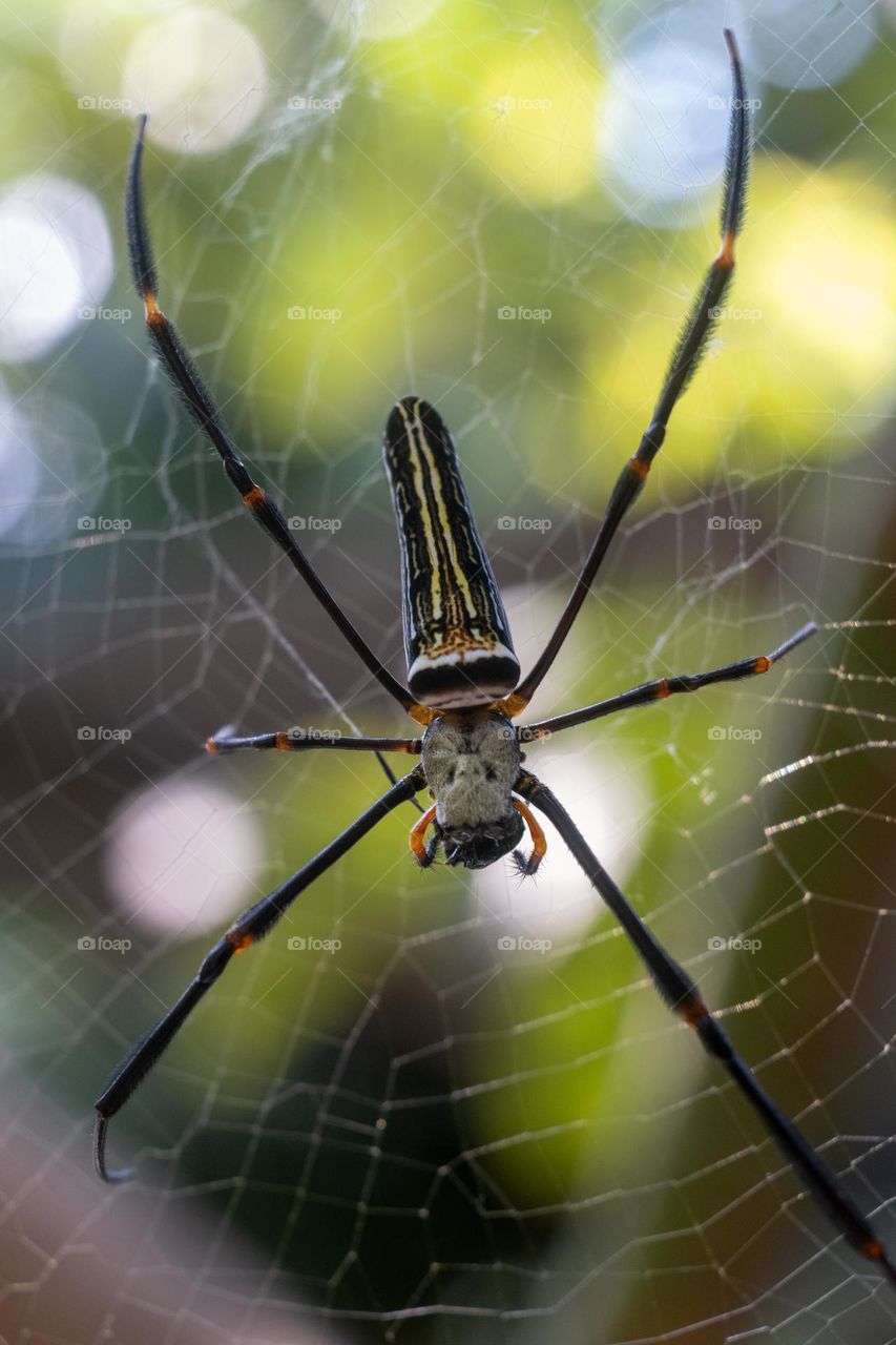 close up photo spider