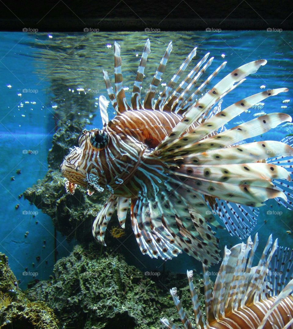 Fisch so hübsch💚