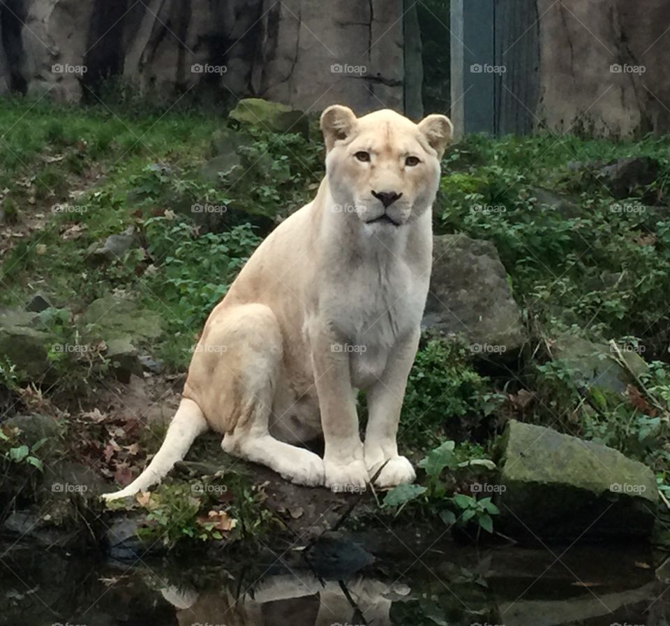 A female white lion