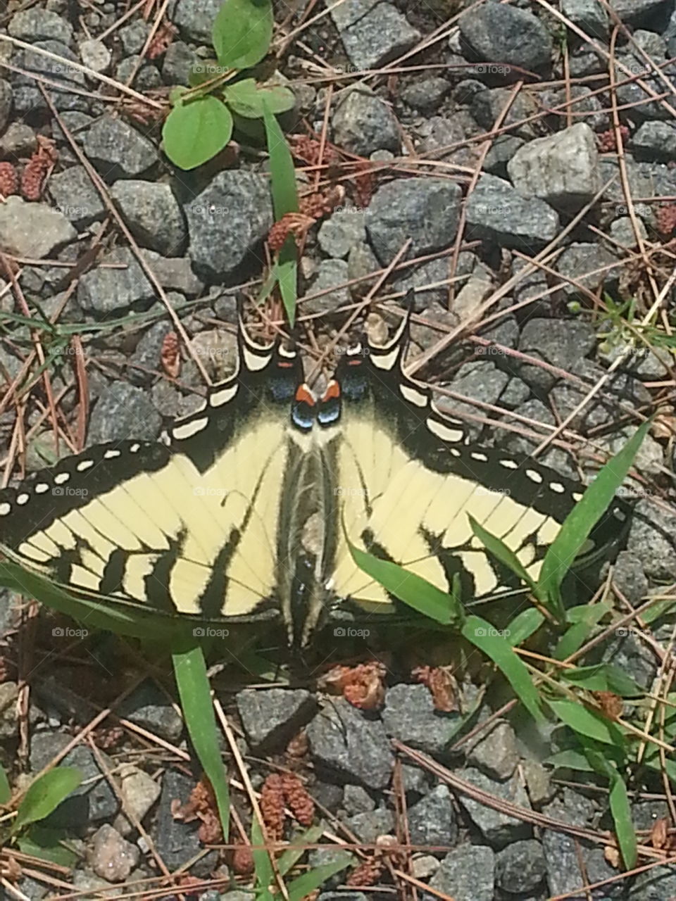 butterfly. nature