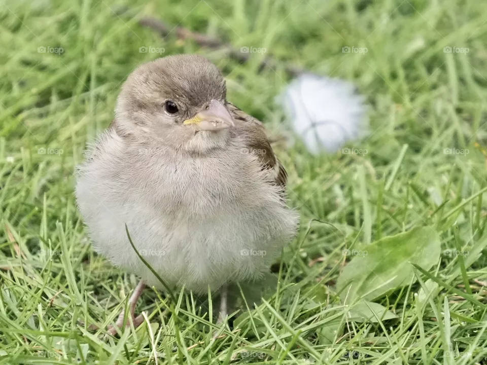 two fluff