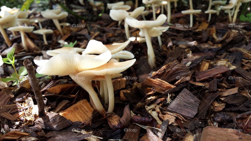 Mushroom Forest in Spring