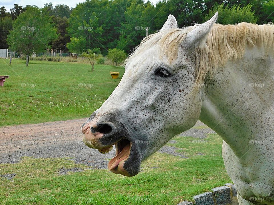 happy horse