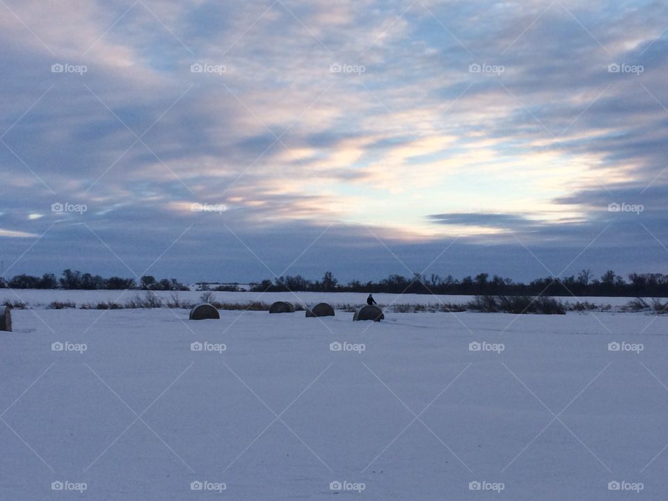 Snowy bales gazing at the sky