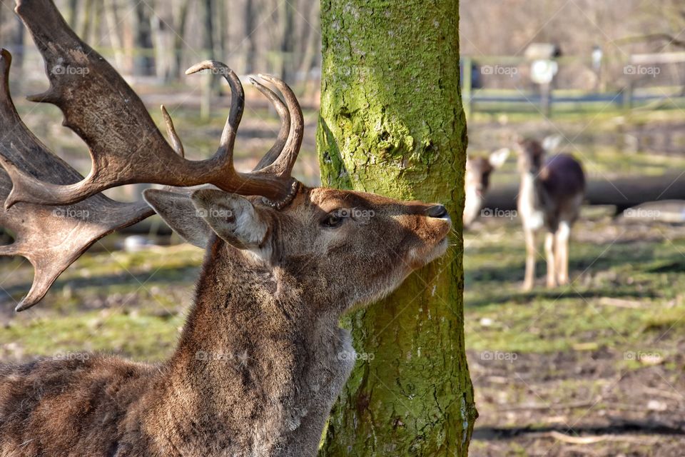 deer in the forest in Germany