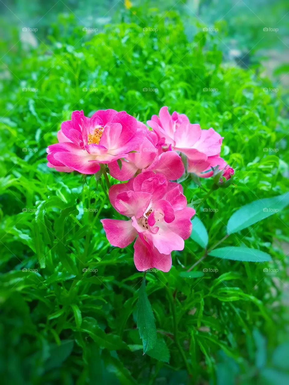 Flower 🌺