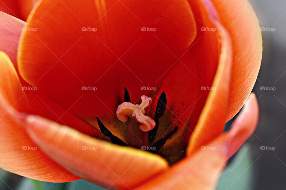 inside the tulips 