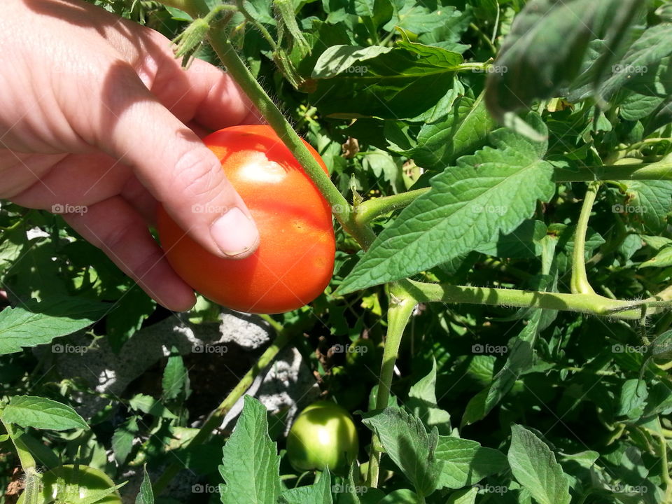 picking tomato