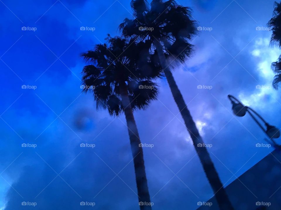 Palms at twilight 