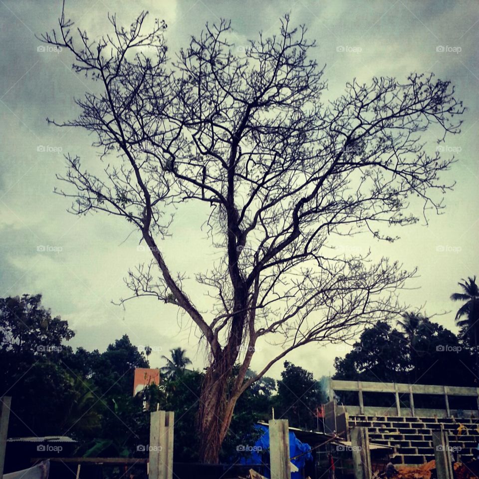 A lifeless tree