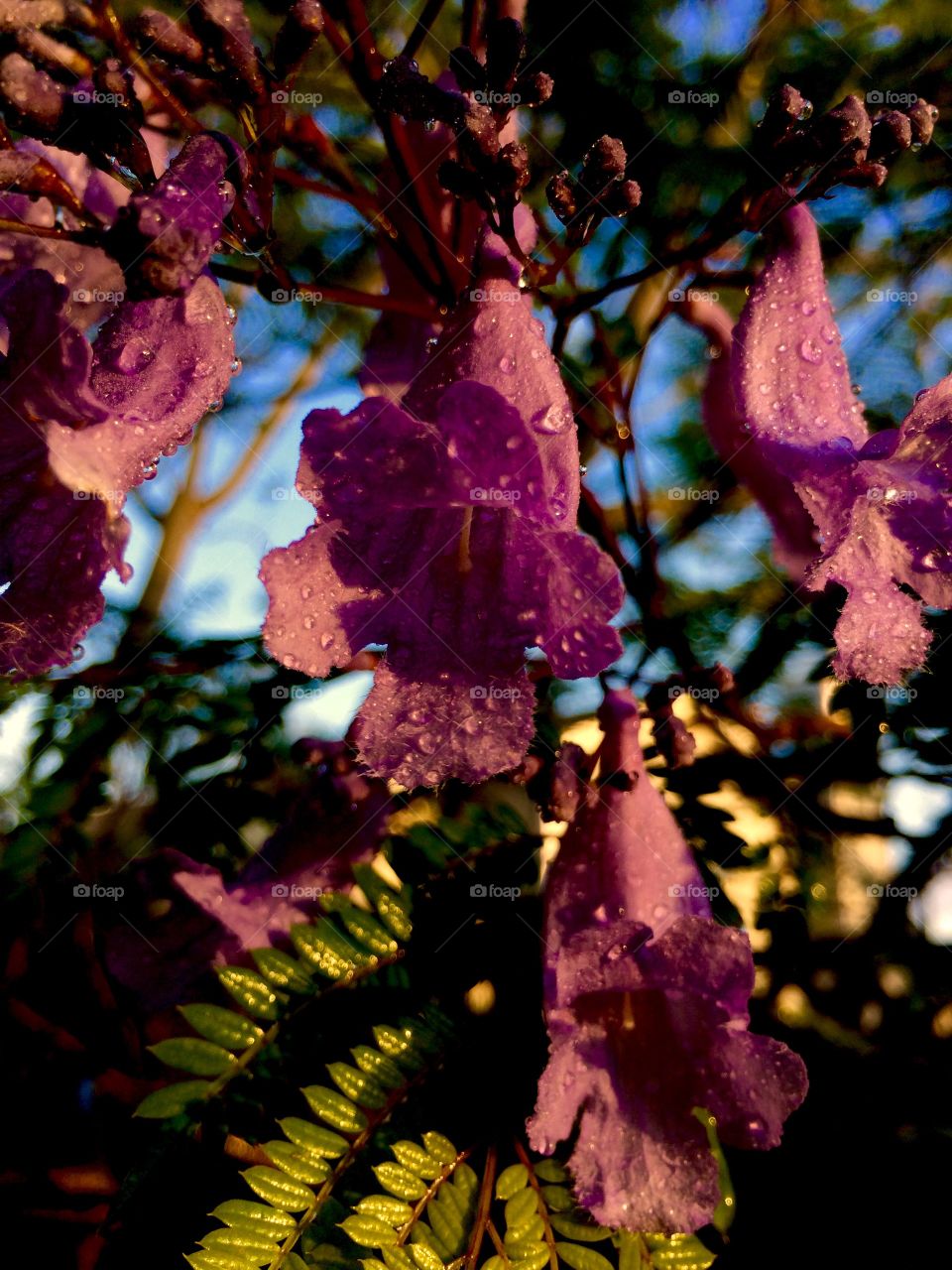 Jacaranda flowers