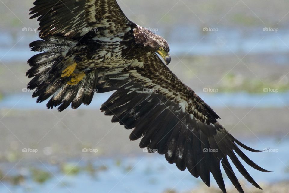 Juvenile eagle