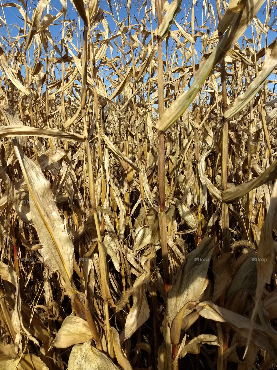 fall field corn