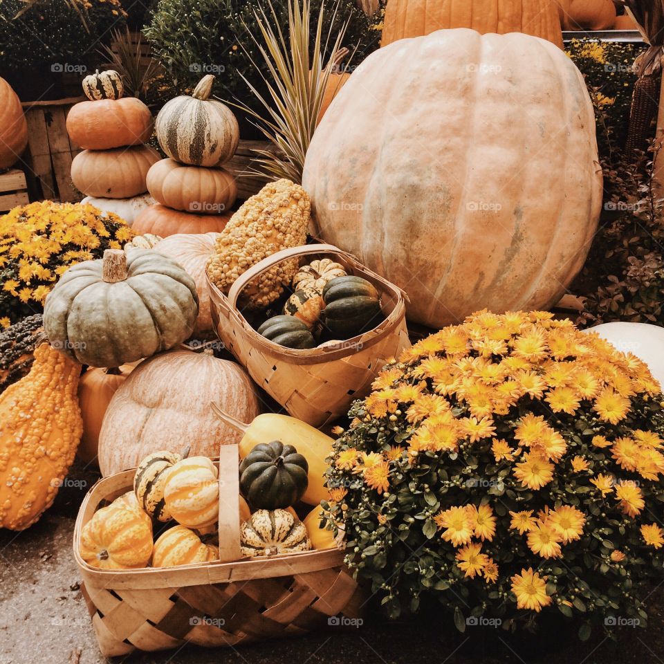 Pumpkin, Fall, Halloween, Thanksgiving, Pasture