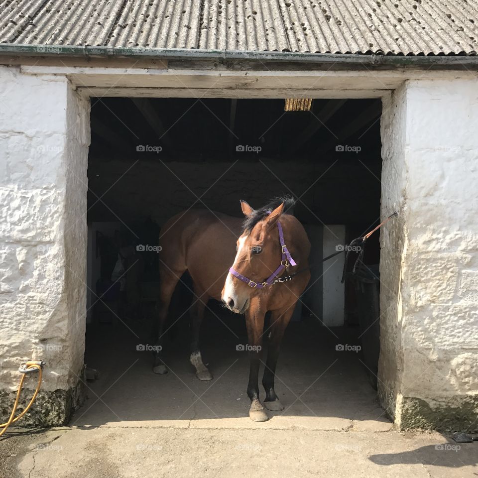 Horse at stable door