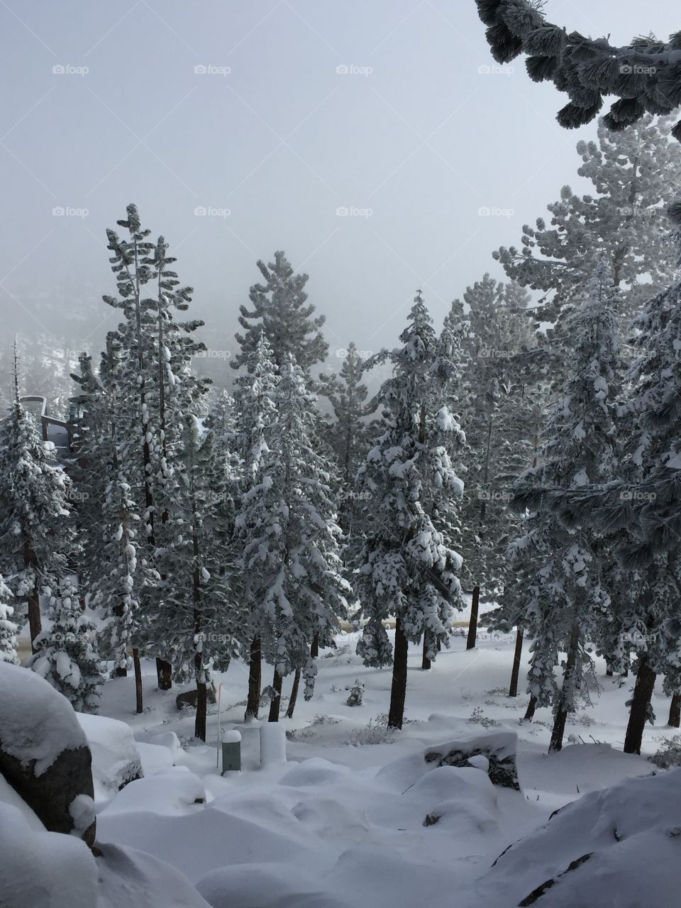 Snow covered trees Tahoe 