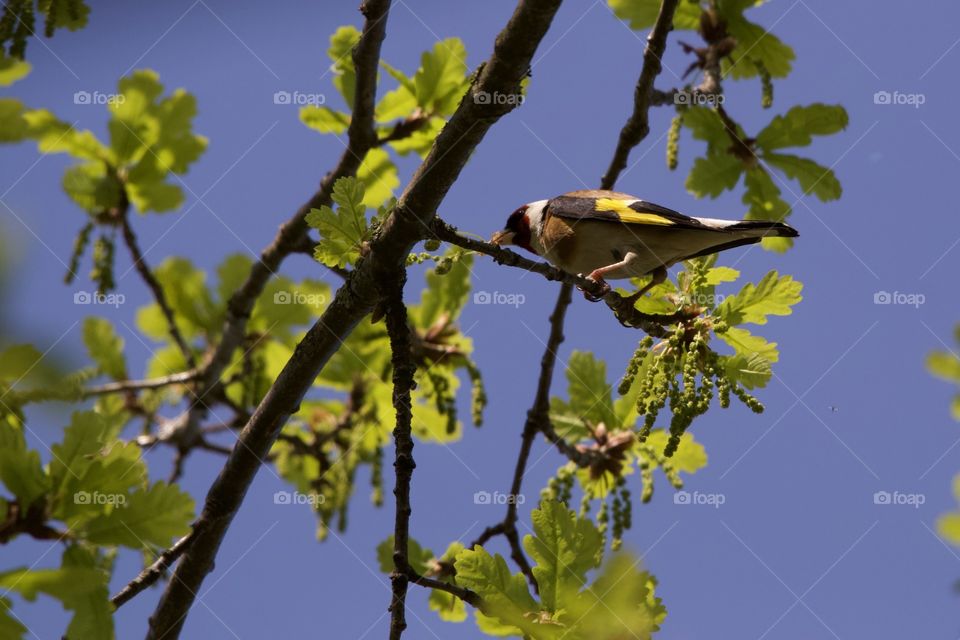 European Goldfinch