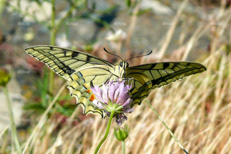 Swallowtail butterfly