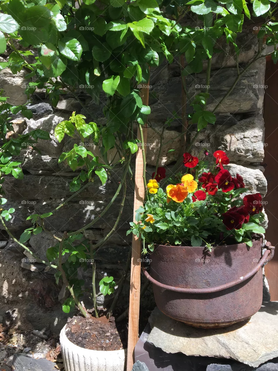 Pansies