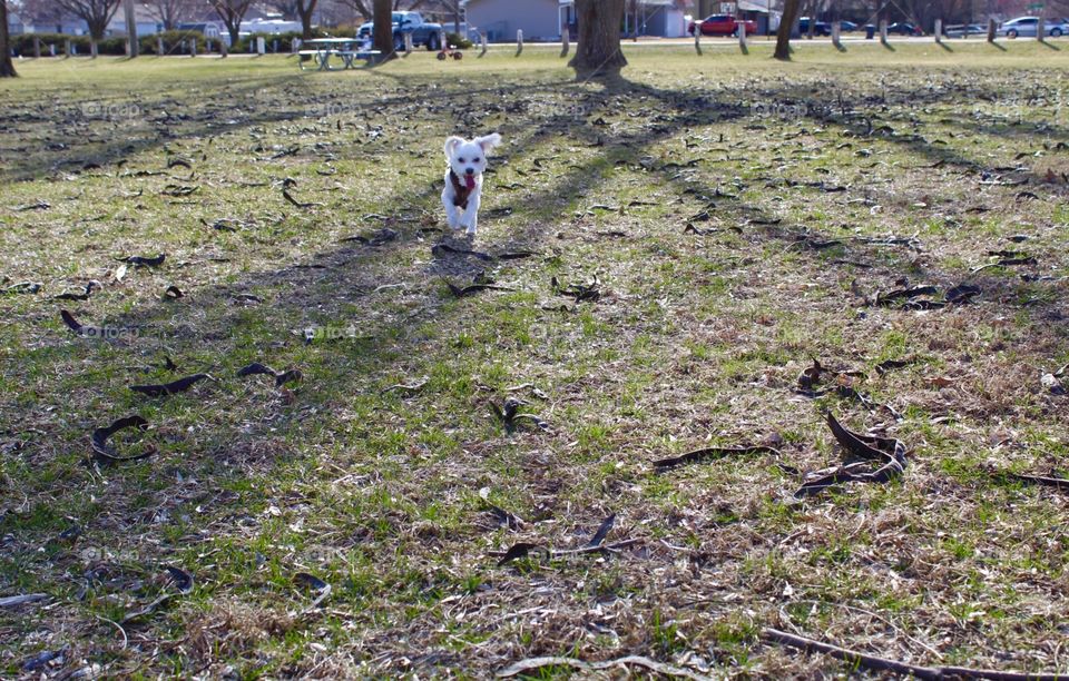 Running around the park. First days of spring after a snowy winter 