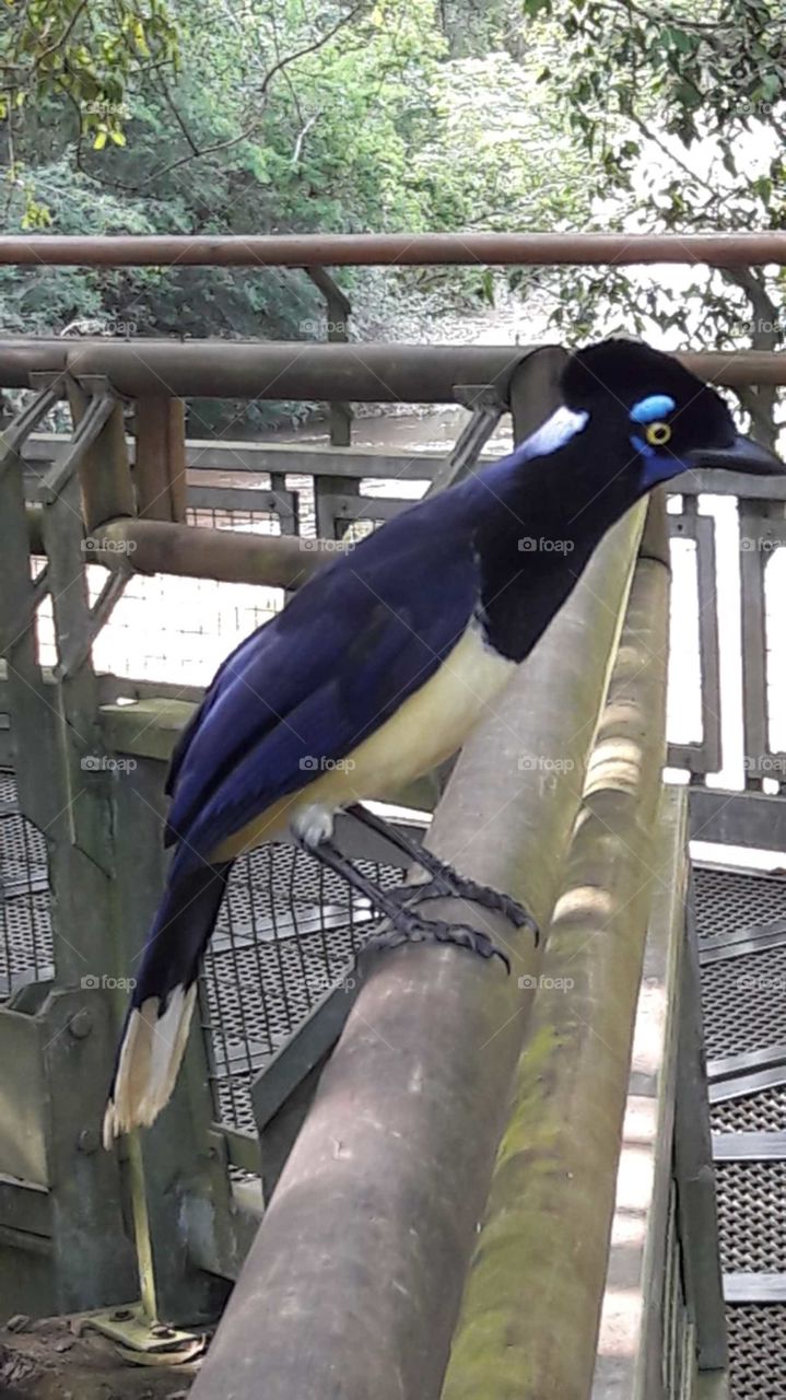 hermoso pájaro de Iguazú!!misiones!